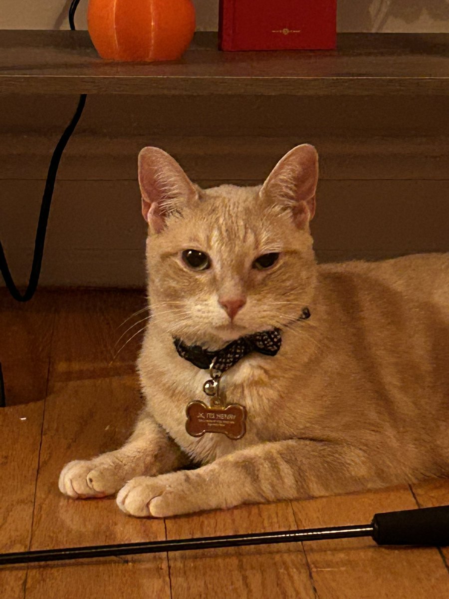 mrhenryboy's tweet photo. helo frends! just an update i m an pirate now rrrreereer….j k i hav harpes 🙀 got it at th ee sheleter pray for hanry and i will get frou dis https://t.co/4AnB5adXud