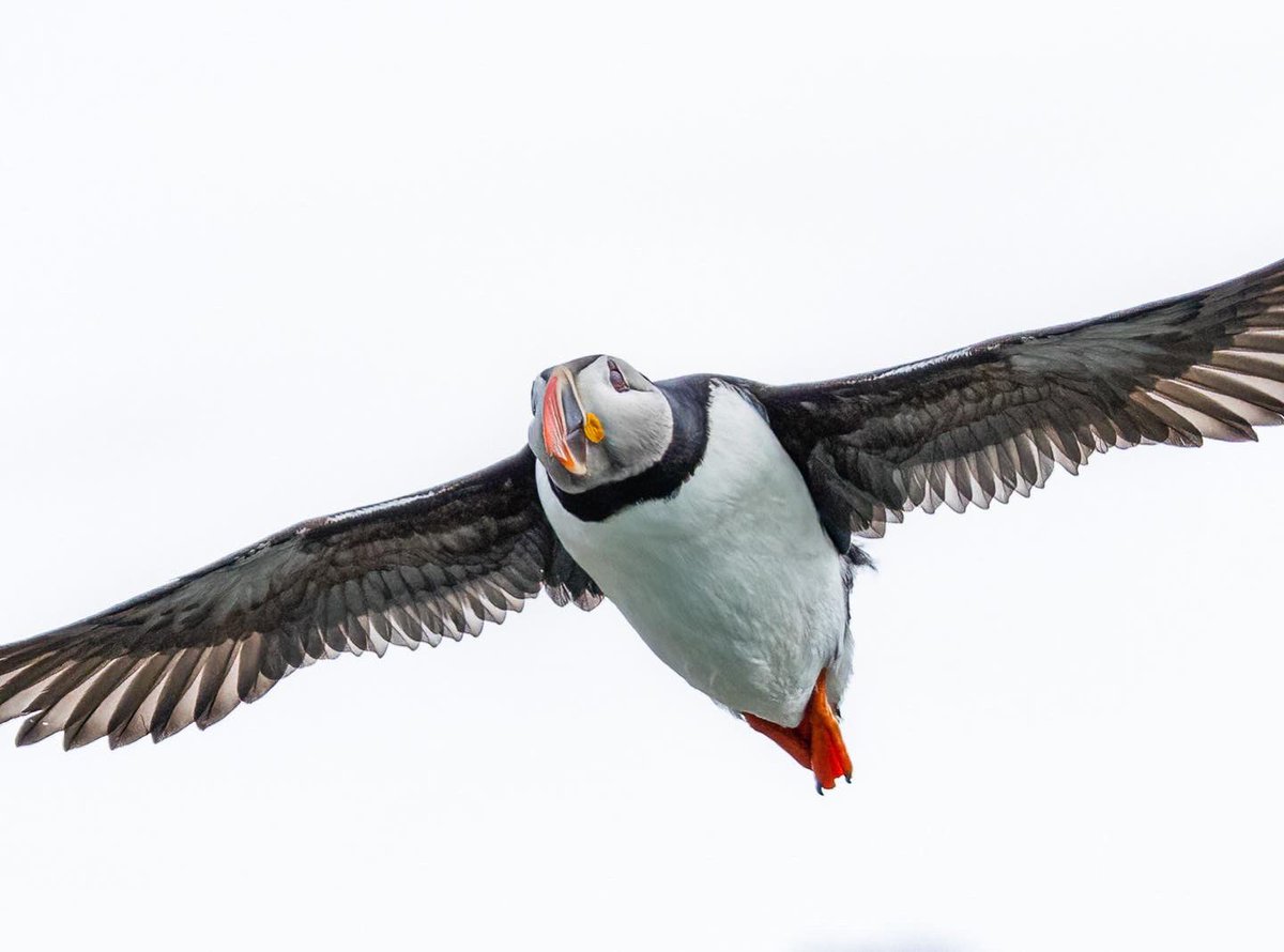 jettatim's tweet photo. Puffins 2 ways; 

My recent Arctic trip was my first real opportunity to photograph puffins; they have the cutest eyes! Then you try to shoot them, with a long lens, from a bobbing zodiac? They are NOT easy to photograph but oh so adorable!

📍Svalbard, Norway https://t.co/9wmyYcr0U3