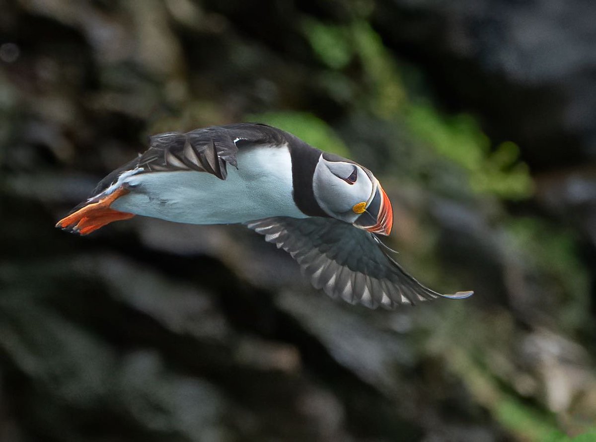 jettatim's tweet photo. Puffins 2 ways; 

My recent Arctic trip was my first real opportunity to photograph puffins; they have the cutest eyes! Then you try to shoot them, with a long lens, from a bobbing zodiac? They are NOT easy to photograph but oh so adorable!

📍Svalbard, Norway https://t.co/9wmyYcr0U3