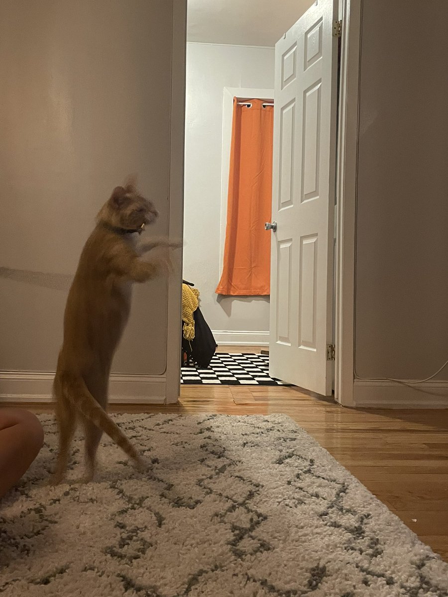 mrhenryboy's tweet photo. als hanry got a neew toy it is an oranj worm 🍊🐛 that i luv an i love showeng off my (hanry) jumping skillz! https://t.co/zlXSCmY2Gb
