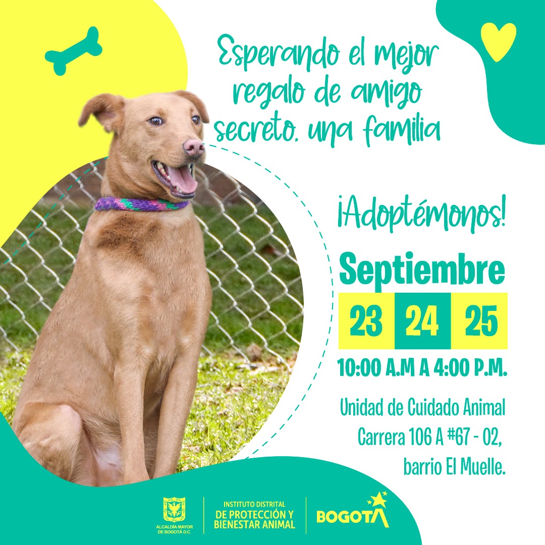 AnimalesBOG's tweet photo. ¡Llegó el día! Desde hoy, mañana y el domingo 25 de septiembre de 10:00 a.m. a 4:00 p.m. nuestros animales están esperando el mejor regalo de amigo secreto, un hogar para toda la vida.

Te esperamos en la Unidad de Cuidado Animal en nuestra jornada de adopción de 🐶🐱. https://t.co/M7K3LAY1GT