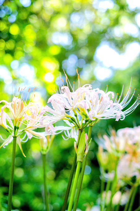 #TLを花でいっぱいにしよう #キリトリセカイ  #彼岸花   #licorice 縦長で綺麗に撮れた 