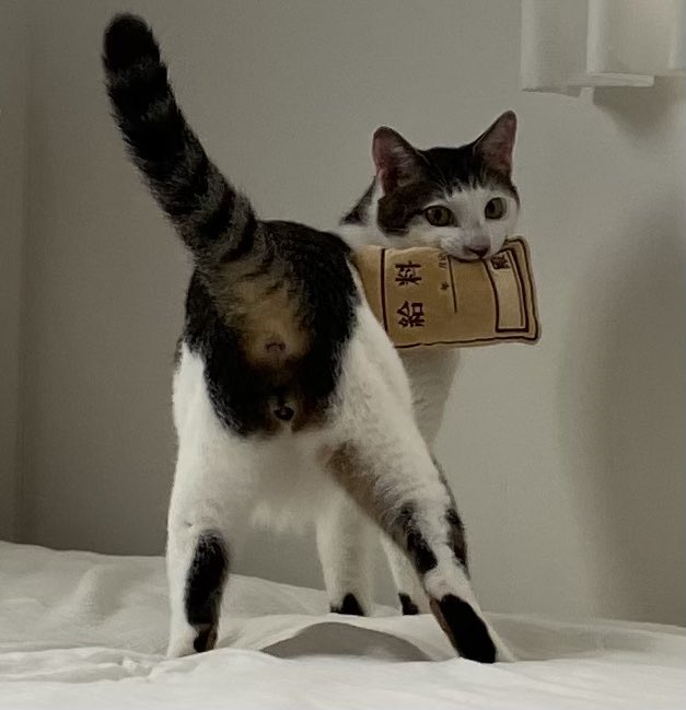 ぱっつん前髪で給料袋をくわえ 美脚と尻を見せつけてくれる猫さん 情報量多すぎ Togetter