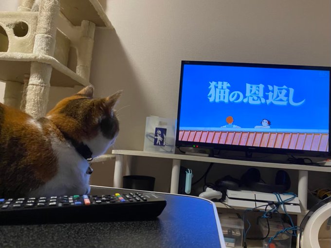 画像まとめ 猫の恩返し 6ページ目 アニメレーダー