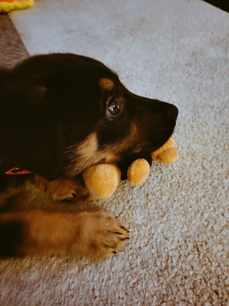 antifa_cat's tweet photo. Just got a new puppy. Her new favorite toy is the teddy from @wynne dec/2019 show. https://t.co/48SpvOEl1s