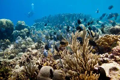 CaribbeanToday_'s tweet photo. The Caribbean Institute for Meteorology and Hydrology has warned that with the increase in temperatures in the region, the outlook for the coming months is not promising for the Caribbean’s reefs as widespread bleaching conditions are expected. 
https://t.co/J9DUdxCupW https://t.co/uBQ4gab6Mv