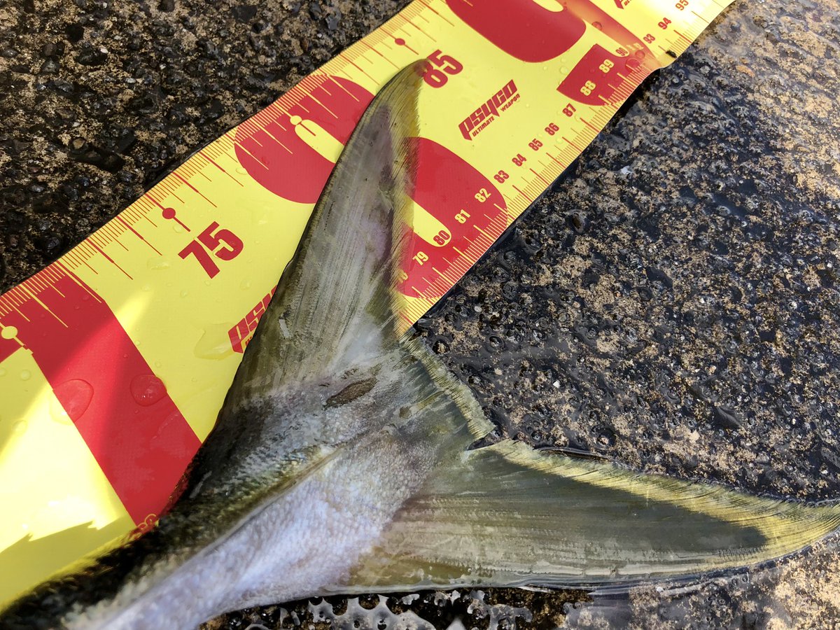 念願の80cmオーバー！
これはもう自信を持ってブリと言えるサイズ👍
過去最高記録を更新しました！