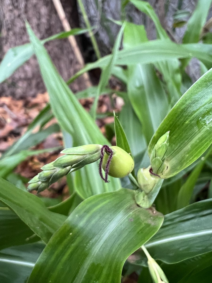 mateus_mondin's tweet photo. Finally we got seeds of #Coix lacrima-jobi. Perhaps, a #prehistoric #maize 🤔🌽 or #proterozoic 😂 @jbplantarum would be impossible without you. https://t.co/7nZbTWANeX