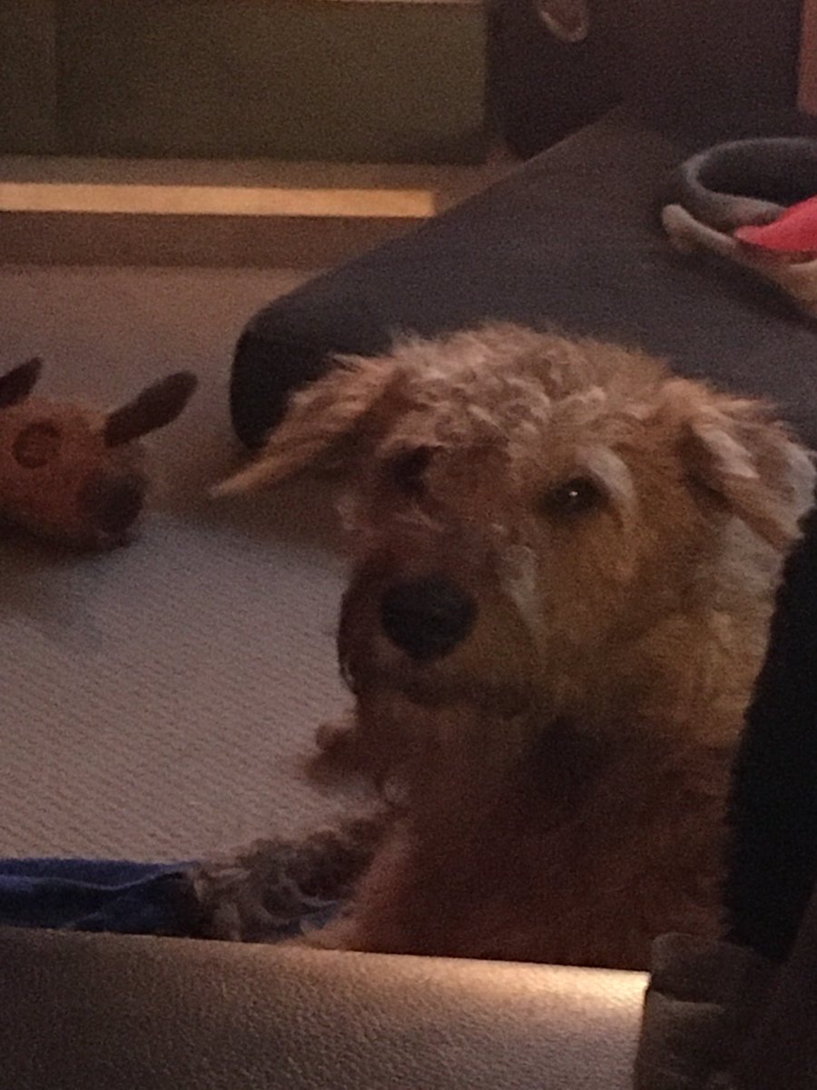 DublinIrishPup's tweet photo. Mum says you’re a cute little dog y Fank ya Mum p.s. she bought me more chews from da #Costco and #marrowbones me is a  🍀🐕❤️🙏🤗 https://t.co/rjzpnLqVA8