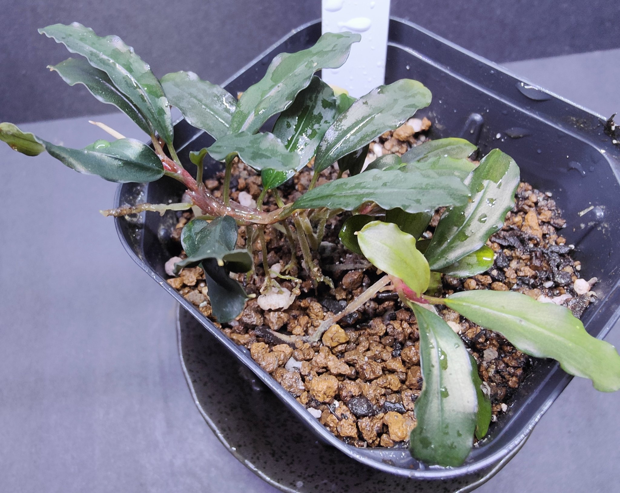 Roots”Web site(水草・水辺の植物・ジャングルの植物の販売・通販)
