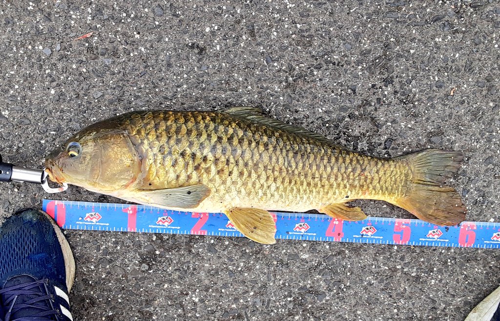 パン鯉 Twitter Search Twitter