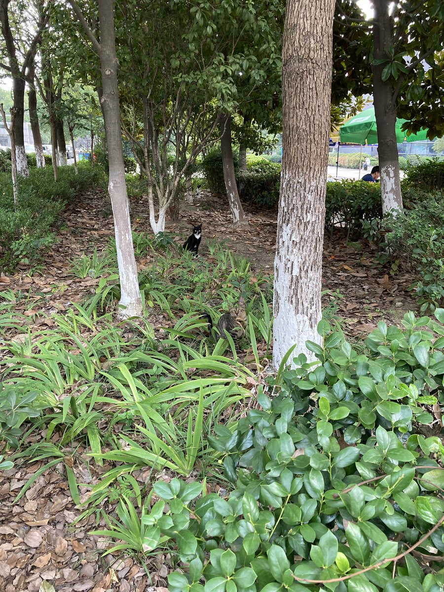 stanlucn's tweet image. 猜猜有几只猫