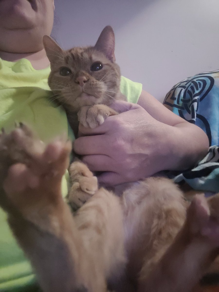lynnslagle42's tweet photo. PPPPPEEEETTTTSSSSSS!!!!!! LOUIE BEANS! ๐๐๐๐๐ #cerebellarhypoplasia #chlove #wobblykitty #chkitty #beans #fuzzypeets #softbeanscutebeans #louiepatchouliblue #lovehims https://t.co/Kq0G99jS2q
