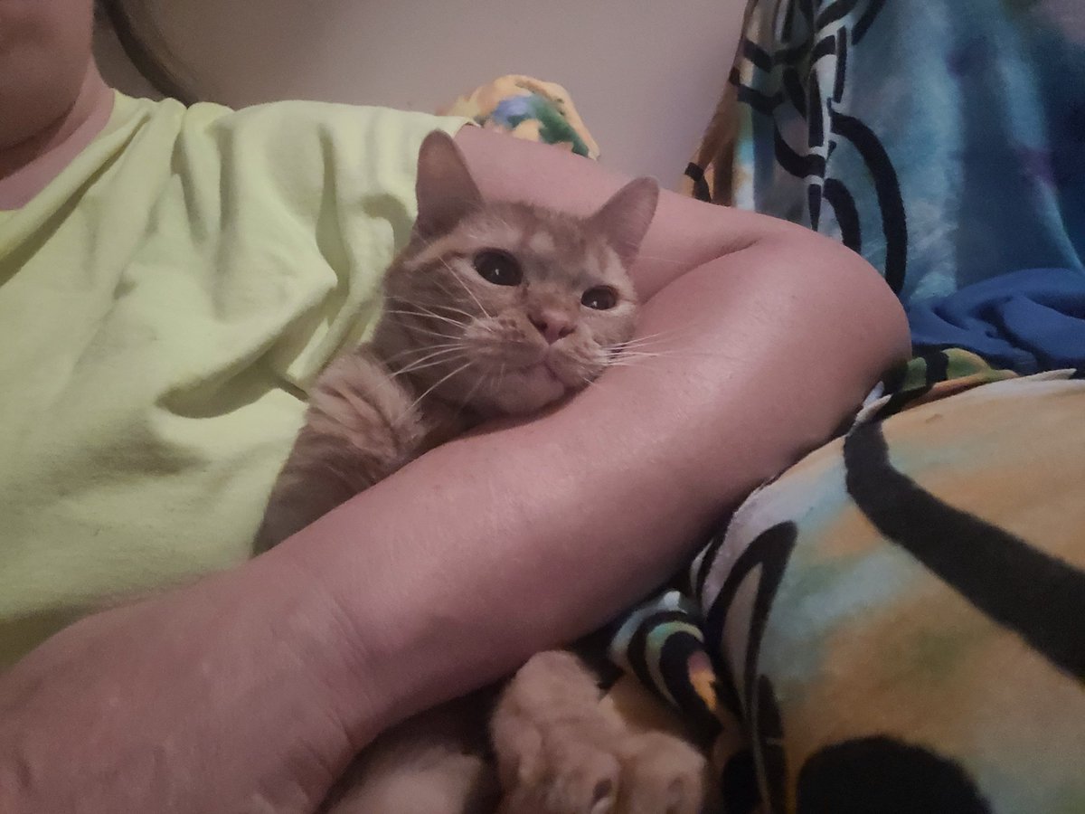 lynnslagle42's tweet photo. PPPPPEEEETTTTSSSSSS!!!!!! LOUIE BEANS! ๐๐๐๐๐ #cerebellarhypoplasia #chlove #wobblykitty #chkitty #beans #fuzzypeets #softbeanscutebeans #louiepatchouliblue #lovehims https://t.co/Kq0G99jS2q