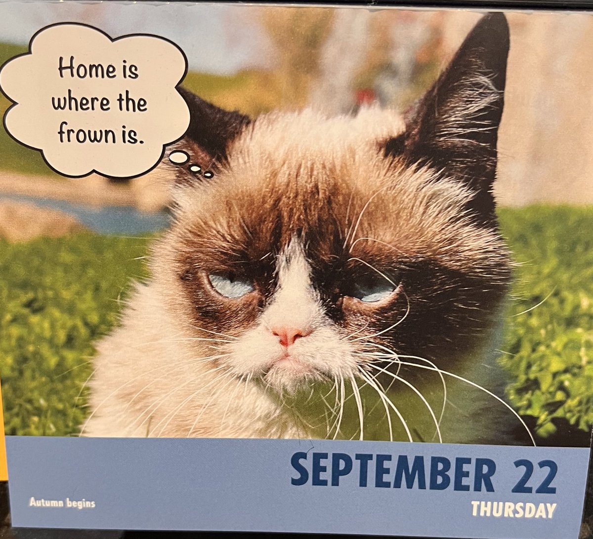 ToreeMcGee's tweet photo. Facts. #dailygrump #grumpycat https://t.co/sD7WpEEZXm