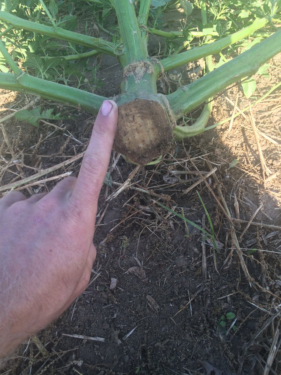 FarmerJoey37's tweet photo. @NDSUWeeds Tradition continued! https://t.co/fuLCMo9UiW