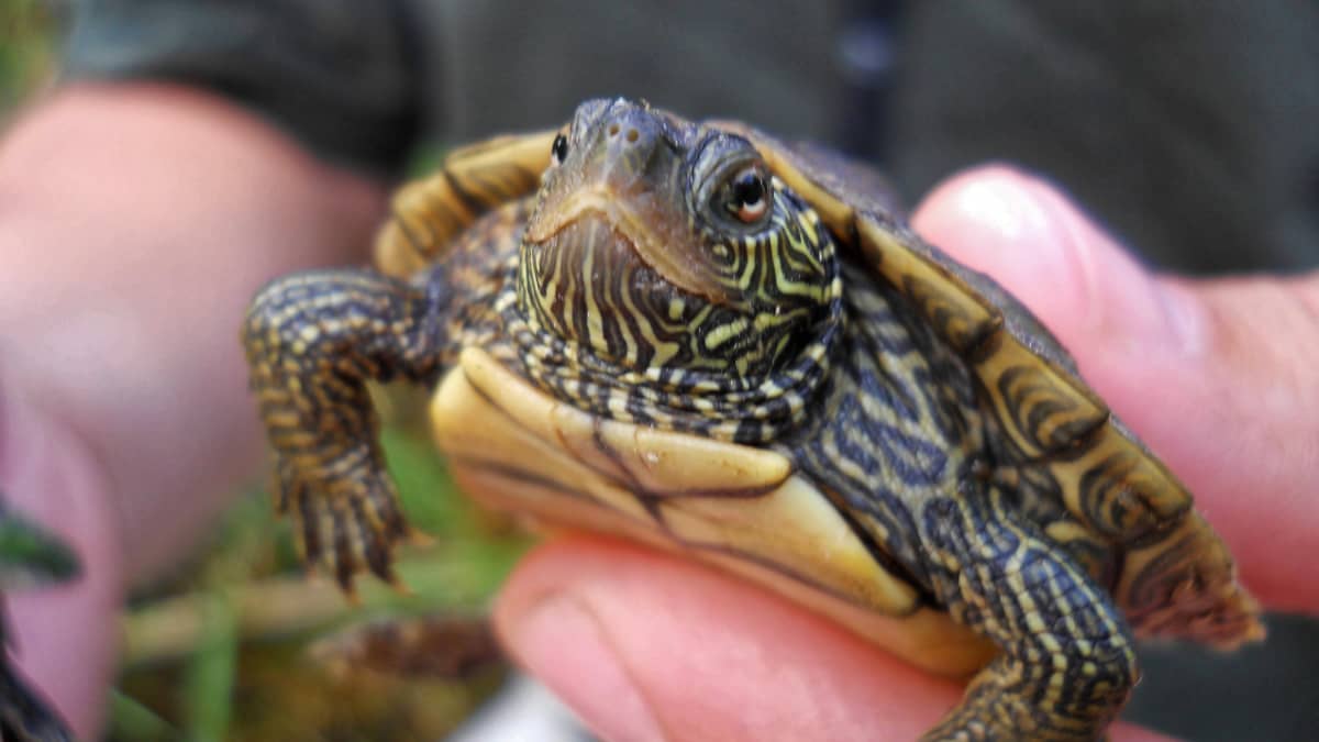 A turtle program is integrated into a New South Wales (NSW) primary school curriculum to increase awareness of conservation practices for turtles <a href="/guardianeco/">Guardian Environment</a>  #conservation  
tinyurl.com/yfy6er9t

📷: <a href="/PetHelpful/">PetHelpful</a>