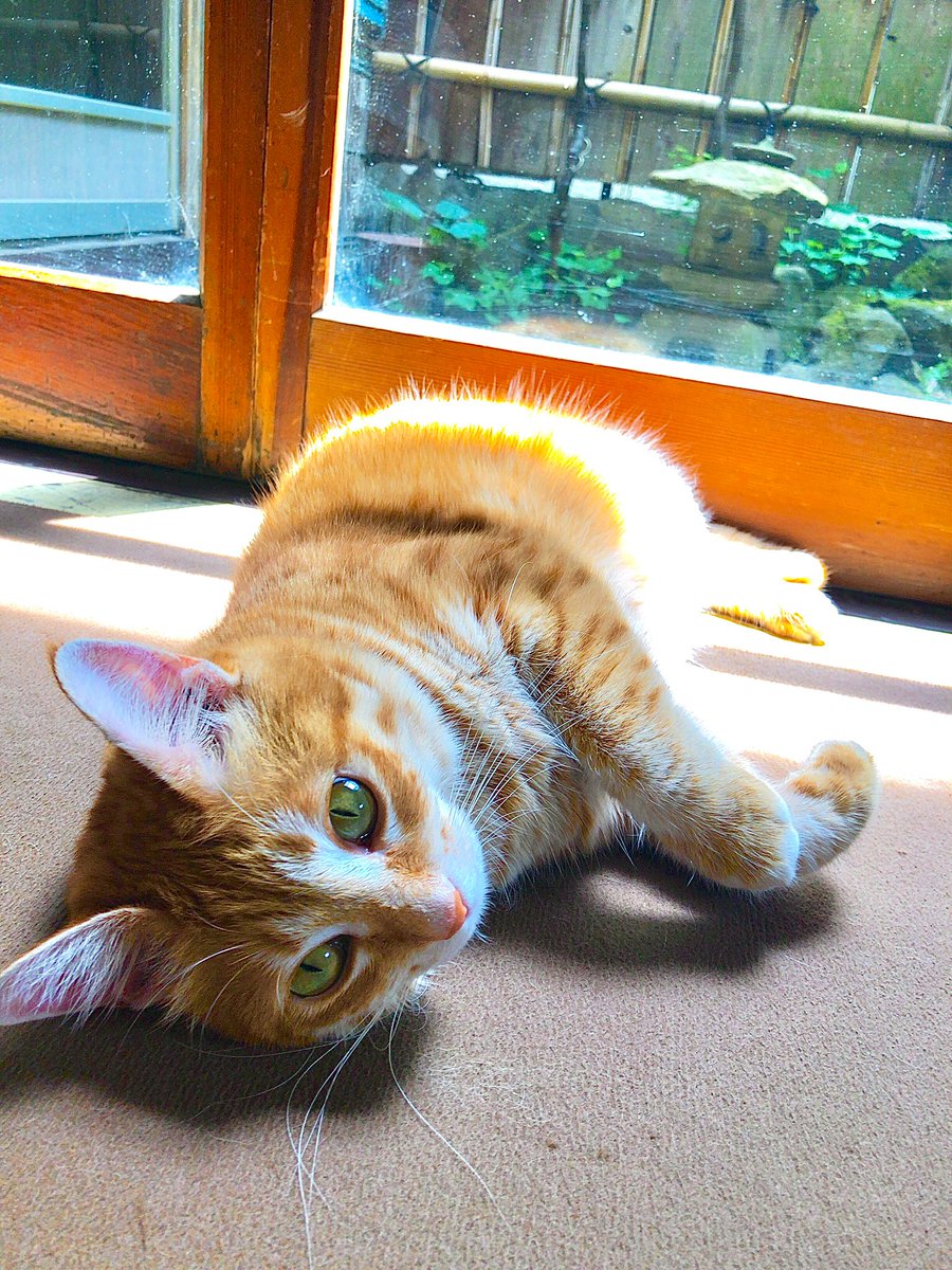 ochakoSwan's tweet photo. ��無沙汰しております🙇‍♀️
猫女将おちゃこです😺
怒涛の夏が終わりもうひと踏ん張り✊コロンと横になり、思わせぶりにしといてダッシュで逃げる、通称「誘い逃げ」が得意なおちゃこですが、
沢山のお客様に出会え、おちゃこの人見知りも少し克服されたかも？😼

 #猫  #保護猫  #猫好きさんと繋がりたい https://t.co/AKJOmHSZgG