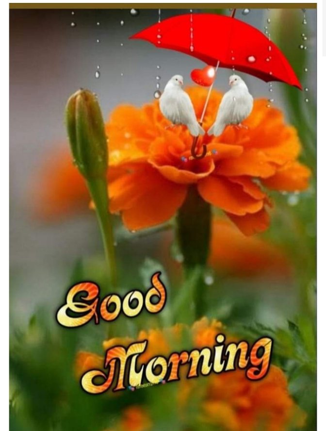 Muhamma00519051's tweet photo. Good morning to my all Twitter family 🌅🌄🌞

#instagramdown # https://t.co/Yjp6XnXVJS