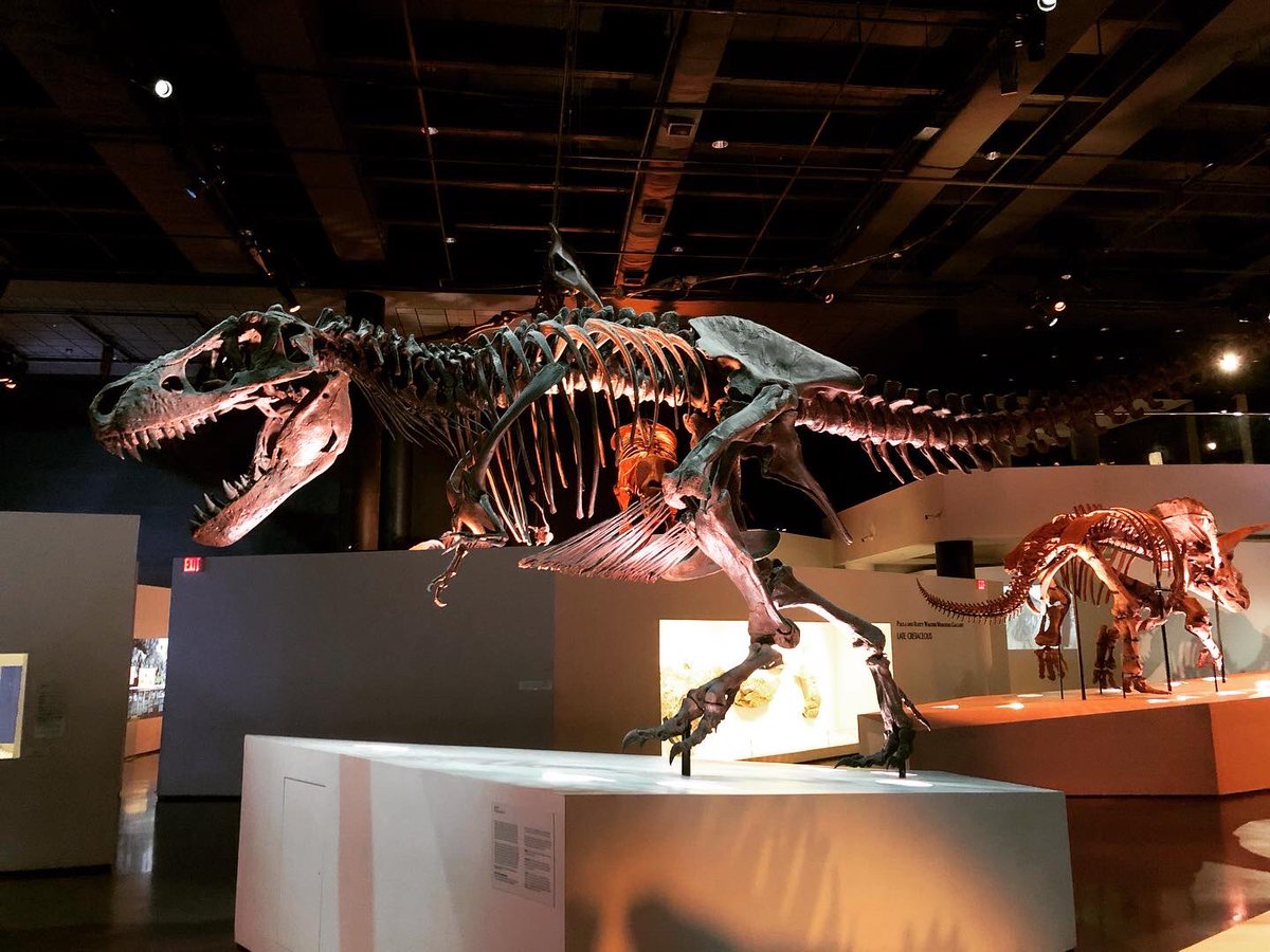 fleaslaps's tweet photo. Devasa büyüklükteki iskeletler, harika bir sunum, son derece detaylı bilgiler. Dinozor holünü çok beğendim 🦖

#naturalsciencemuseumhouston #naturalscience #museum #dinosaur #dinasaurfossils #houston #houstontx #visithouston #texas #texaslife #texasstyle #texastodo #exploretexas https://t.co/wnMxSwyjc6
