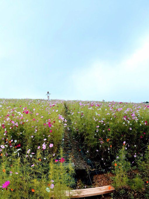 Twitterのコスプレ画像28