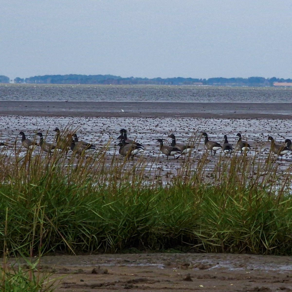 Fun day out at Spurn Point yesterday. Collecting Sea Grass (Zostera noltei) seeds with the Yorkshire Wildlife Trust.