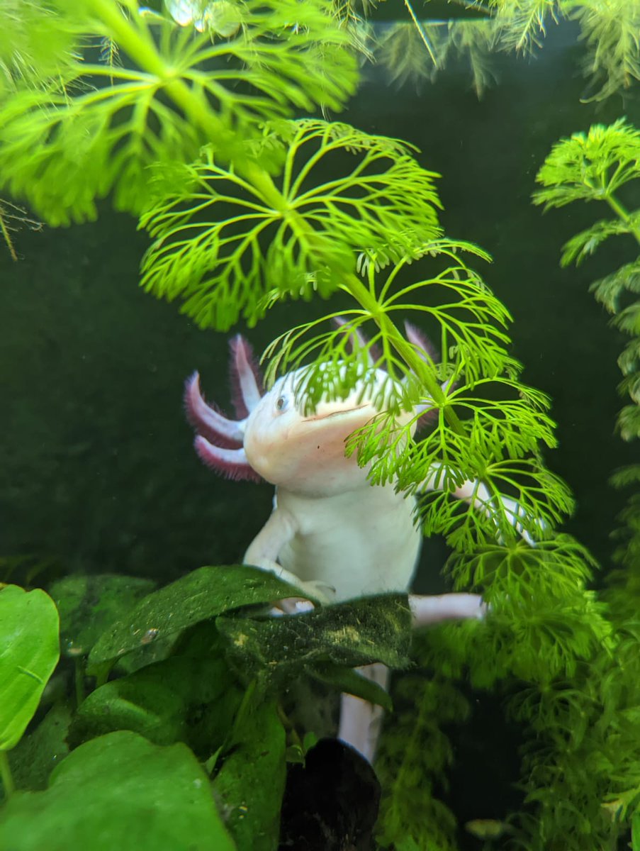 Geez, I wonder where my axolotl is #sneakylotl #itsahardLotllife