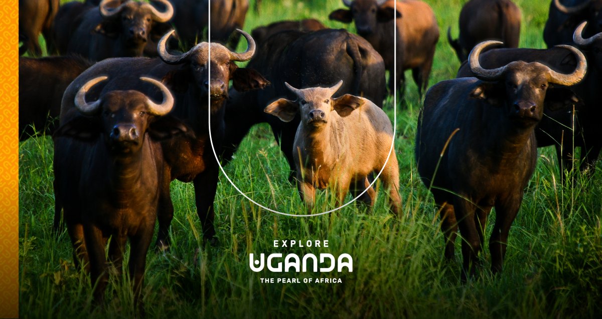 Explore Uganda-Africa tweet media