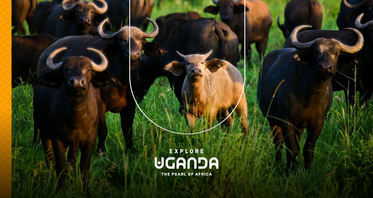 What would you do if you were face to face with this beefy bovine? An experience of a lifetime awaits when you #ExploreUganda to see teeming herds of buffalo in their element. exploreuganda.com