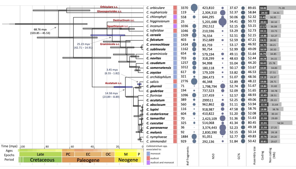 @riccardobaroncelli.bsky.social (@r_baroncelli) on Twitter photo Our new work is out!!
Genome evolution and transcriptome plasticity associated with adaptation to monocot and eudicot plants in #Colletotrichum fungi! biorxiv.org/content/10.110… <a href="/JCobodiaz/">José F. Cobo-Díaz</a> @GLeFloch29 <a href="/ssukno/">Serenella A. Sukno</a> <a href="/mthon/">Michael Thon @mthon@genomic.social</a> <a href="/jgi/">Joint Genome Institute</a> Our new work is out!!
Genome evolution and transcriptome plasticity associated with adaptation to monocot and eudicot plants in #Colletotrichum fungi! biorxiv.org/content/10.110… <a href="/JCobodiaz/">José F. Cobo-Díaz</a> @GLeFloch29 <a href="/ssukno/">Serenella A. Sukno</a> <a href="/mthon/">Michael Thon @mthon@genomic.social</a> <a href="/jgi/">Joint Genome Institute</a>