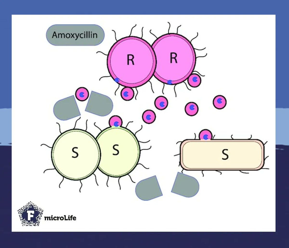 Yet another function for outer membrane #vesicles! By delivering active β-lactamases via OMVs, Neisseria gonorrhoeae can spread #antibiotic resistance to susceptible cells 📦💊
Here’s the work from the @tnaderer lab led by Dhital and Deo 👇
academic.oup.com/microlife/arti…