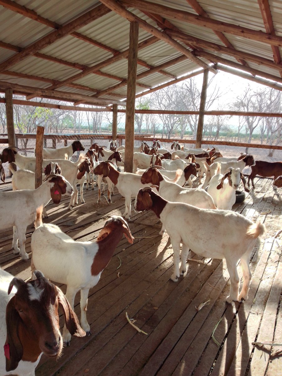 Alpha_ngunyale's tweet photo. Our pregnant Ladies come early from the Sun waiting to receive the special treat inside the barns while resting... Guess the breed (wrong answers only) https://t.co/GfOrEI5lZG