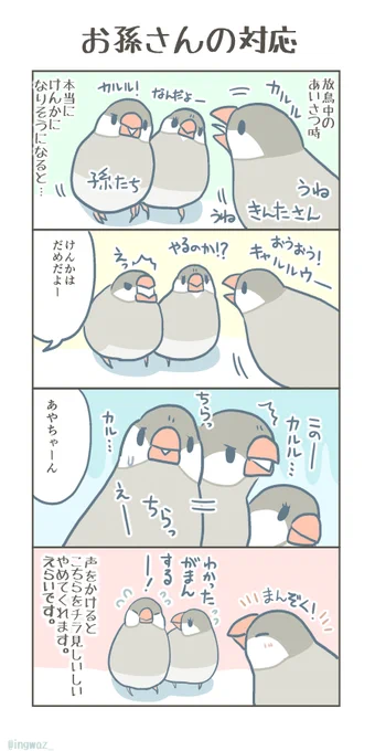 お孫さんたちの対応と我が家の育て方。#Buncho #javasparrow #文鳥 