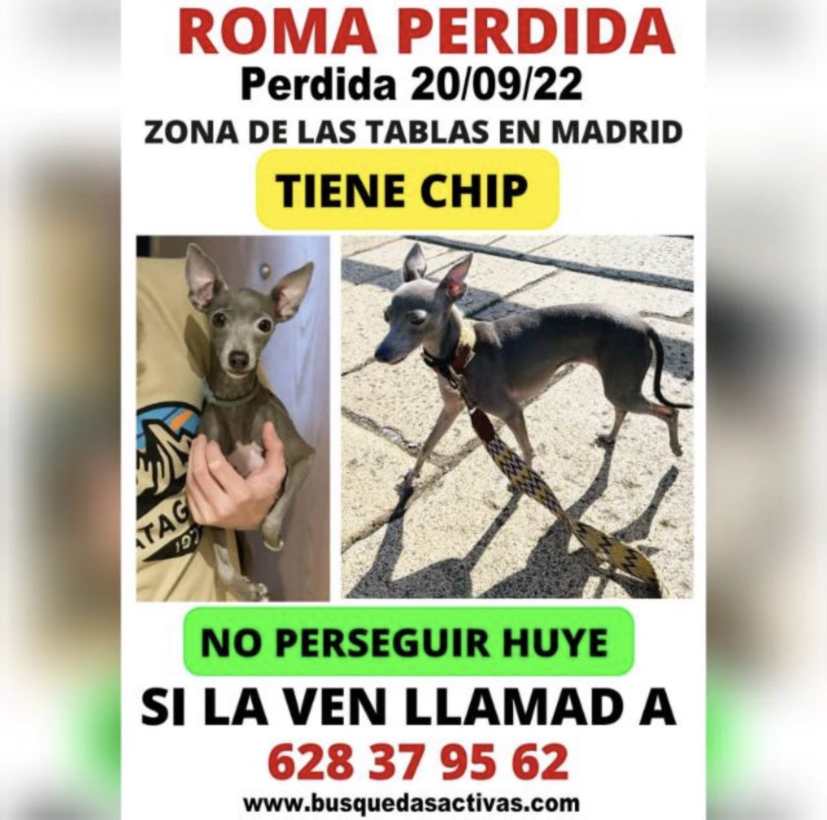 Labibliomaggie's tweet photo. #roma #PerrosPerdidos #perro #galgo #minigalgo #perroperdido #romaperdida #perrosmadrid #lastablas #sanchinarro #vuelveacasa https://t.co/NdYgiPlWff