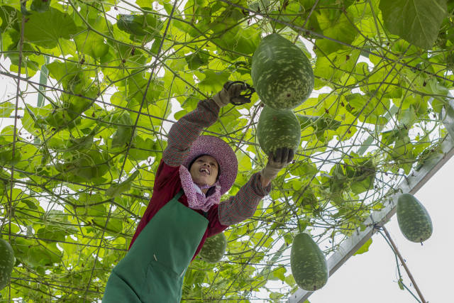 iGuangdong's tweet photo. 🌽🌾 Sept 23 marks China's fifth farmers' #harvest festival. Activities featuring farming culture, livestreams to promote local agriculture products and food carnivals are taking place across #Guangdong. 
👏📸 Let's immerse ourselves in the joy of harvest! #GDupdates #OnlyInGD https://t.co/29anvtAfQa