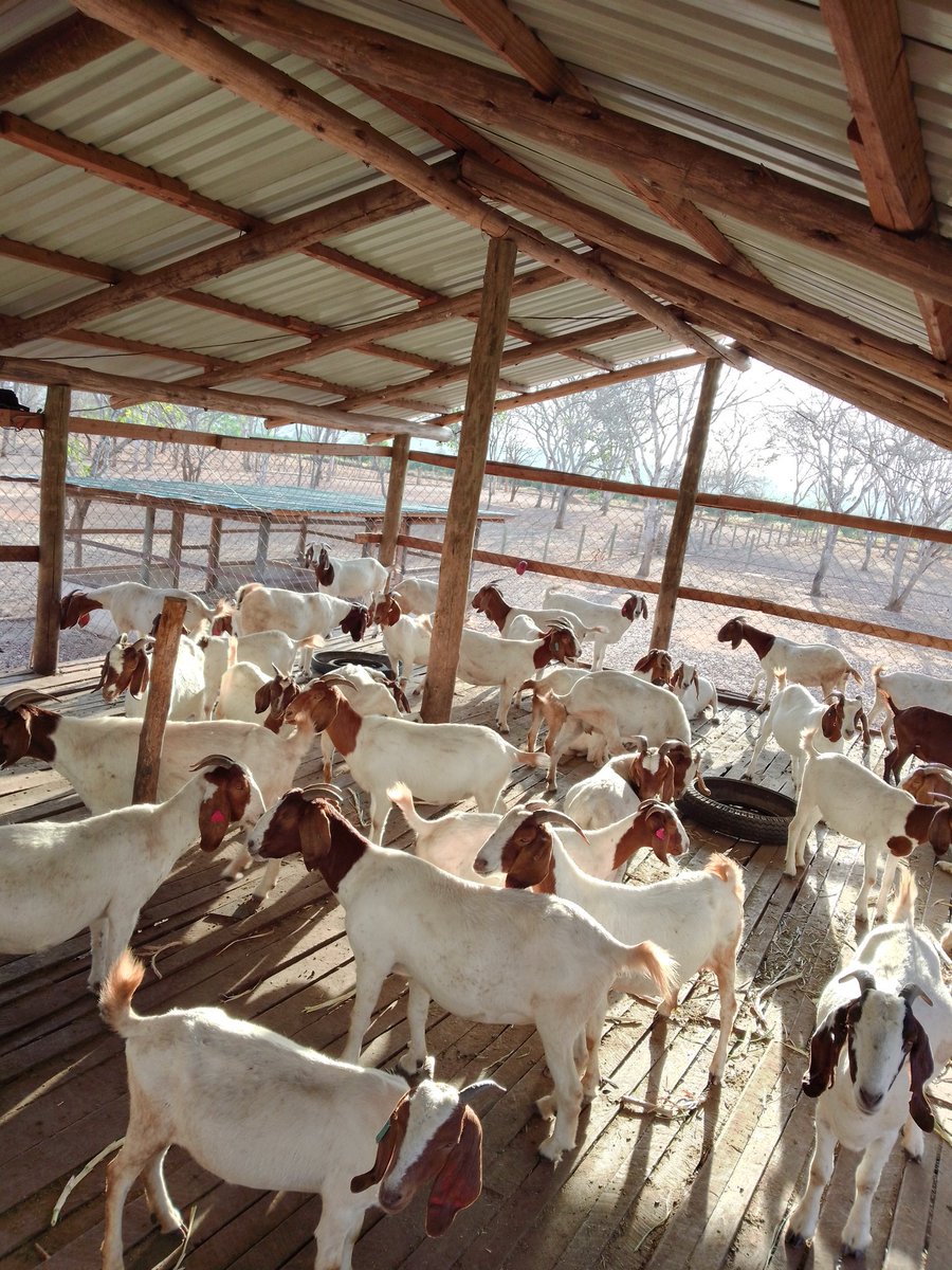 Alpha_ngunyale's tweet photo. Our pregnant Ladies come early from the Sun waiting to receive the special treat inside the barns while resting... Guess the breed (wrong answers only) https://t.co/GfOrEI5lZG