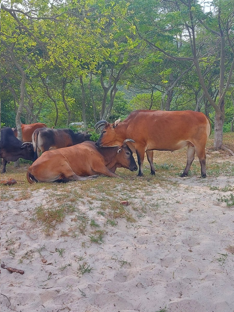 #fieldworkfridays watching these beautiful bulls in Sai Kung with @PerrouxT ☀️🌊🐮