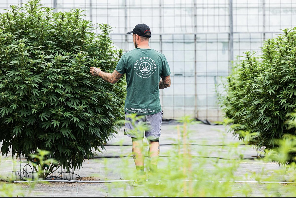 CBD Brothers tweet media