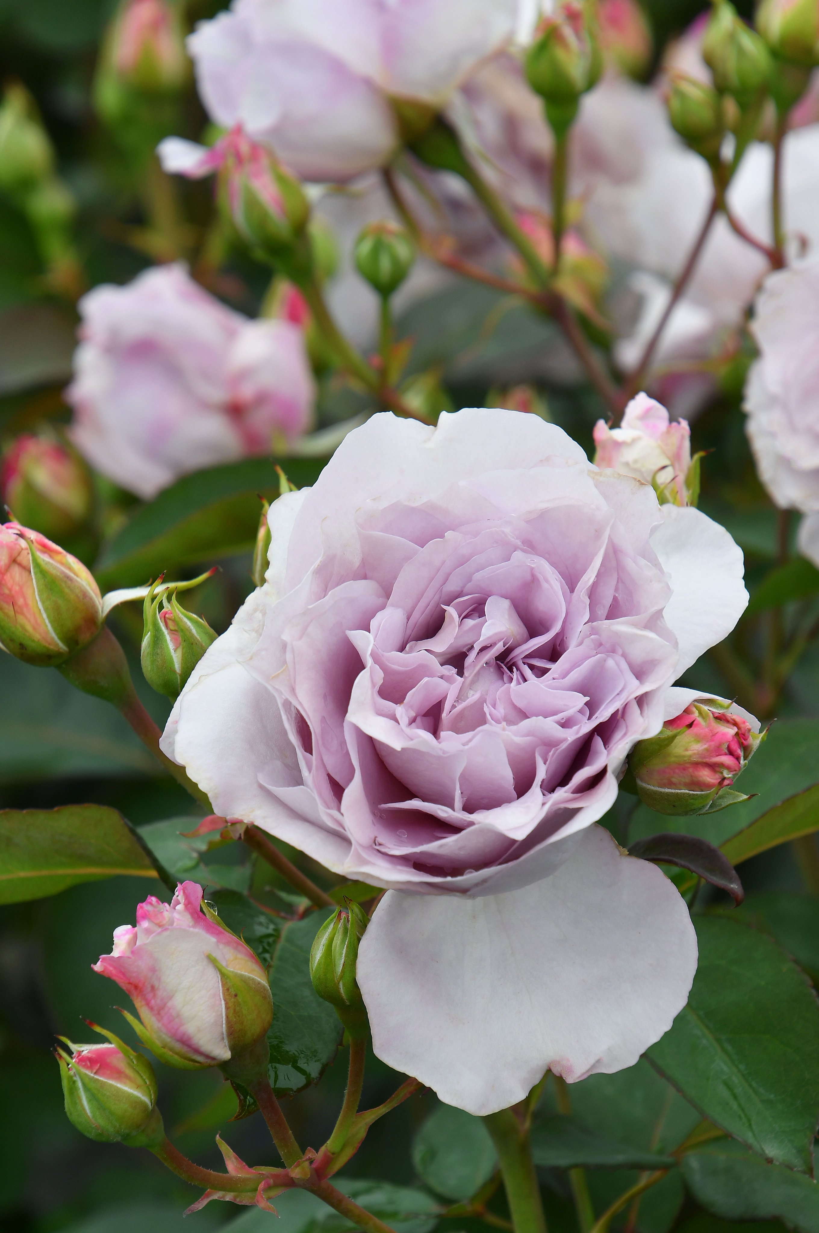 バラの家 公式本店 Rosa Orientis Rosa Orientis Twitter