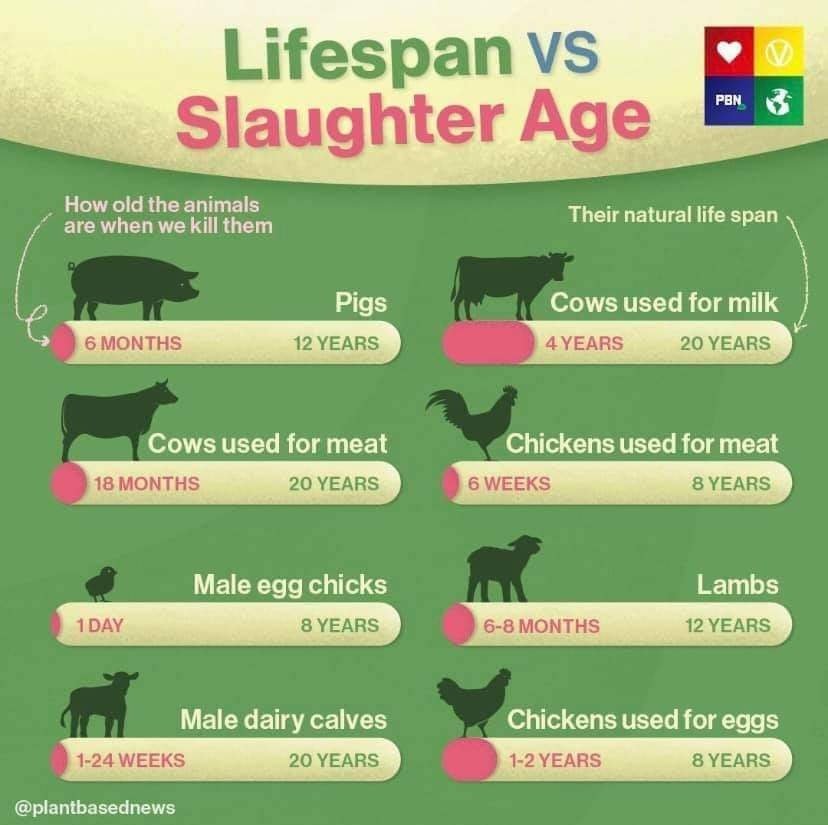 <a href="/Baddiel/">David Baddiel</a> How about the pig that died too early?