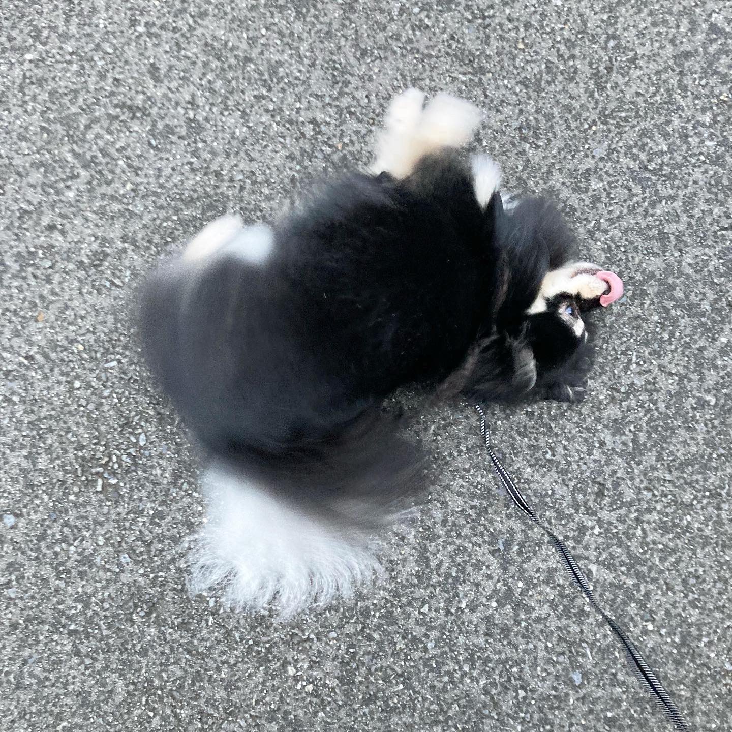 ポメチワ部 Twitter Search Twitter