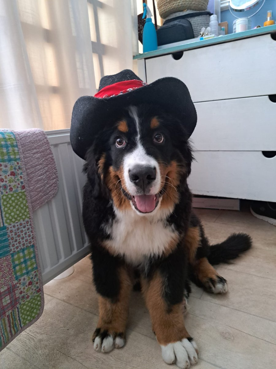 Helasunderdoggo's tweet photo. #marktwtselfieday 

RTS ARE APPRECIATED / OKAY

Me and my puppy (his name is Neo/Viggo) joining the #marktwtselfieday Friday

Howdy pardners https://t.co/ElIYqBdyJE