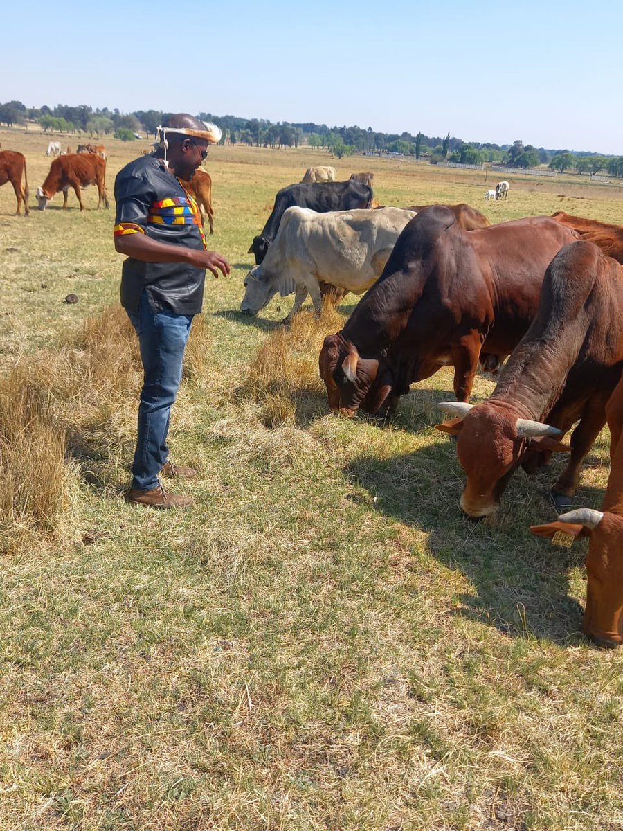 Pay attention to details #boran #beefproduction #africanfarming