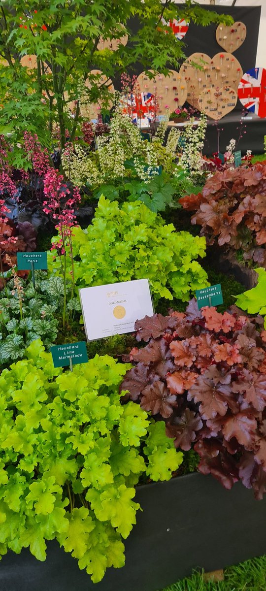 plantagogo's tweet photo. Yeah it's a Gold! ππ
#Rhs #malvernautumnshow
Making the show season 2022
Pure 22 carat Gold π₯πππ₯πΎ
We will be having a glass of bubbly (well maybe gin ) to celebrate πΎ
#Rhsmastergrower
#Heuchera
#Heucherella
#Tiarella https://t.co/ldhqeG6rcm