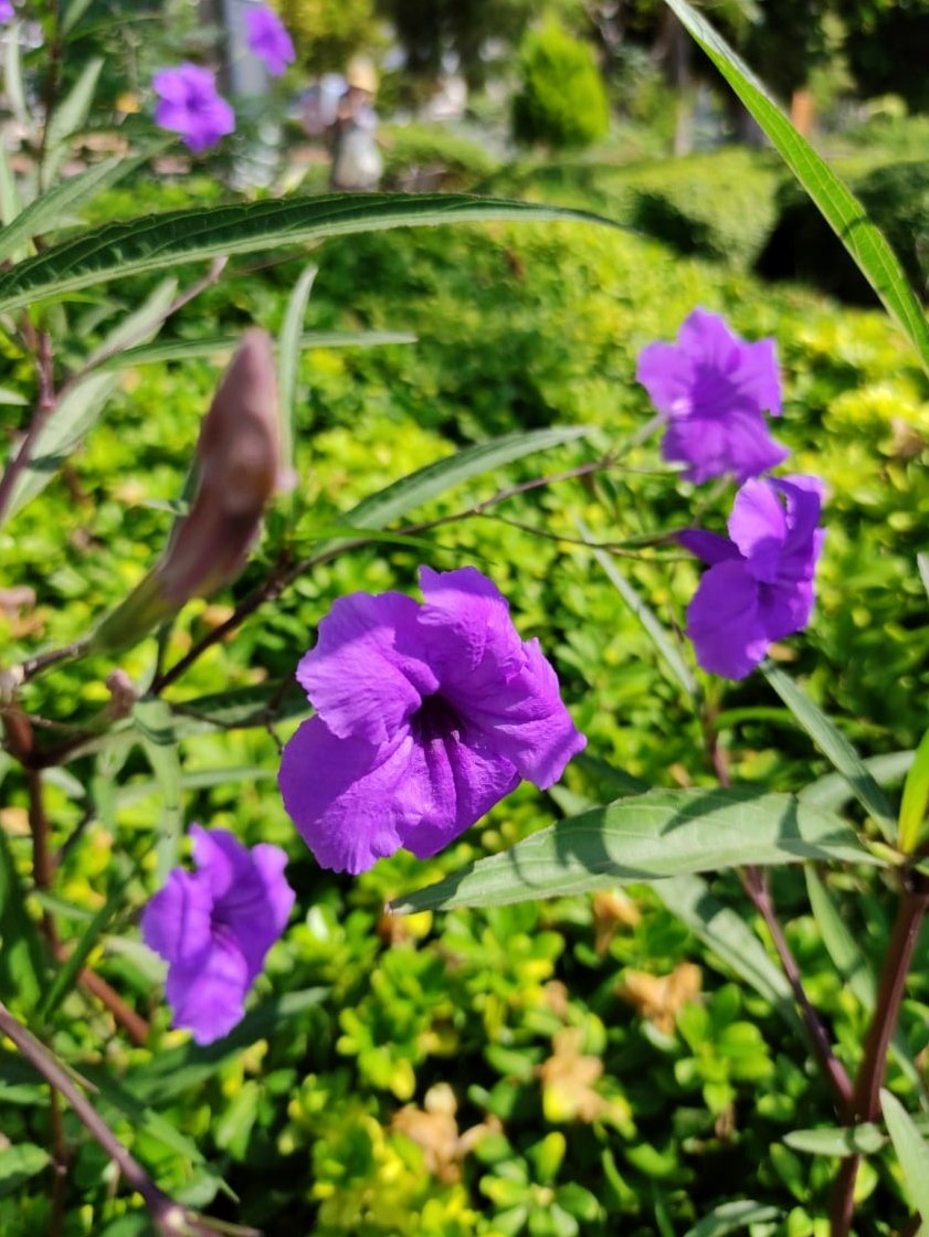 🌱💜🌸💜🌸💜🌸💜🌱
#MyPhoto