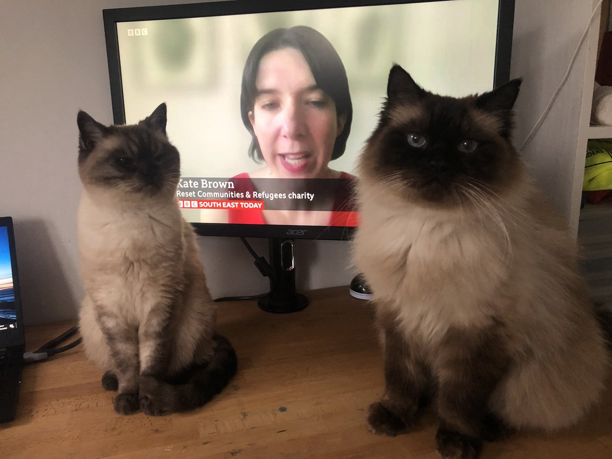 In case you missed it….

These two say ‘watch our CEO @katharinejbrown on BBC South East’ 🐱

They’re very purr-oud! 

#AnotherPun?! #BBCSouthEast #HostsNeeded

bbc.co.uk/iplayer/episod…