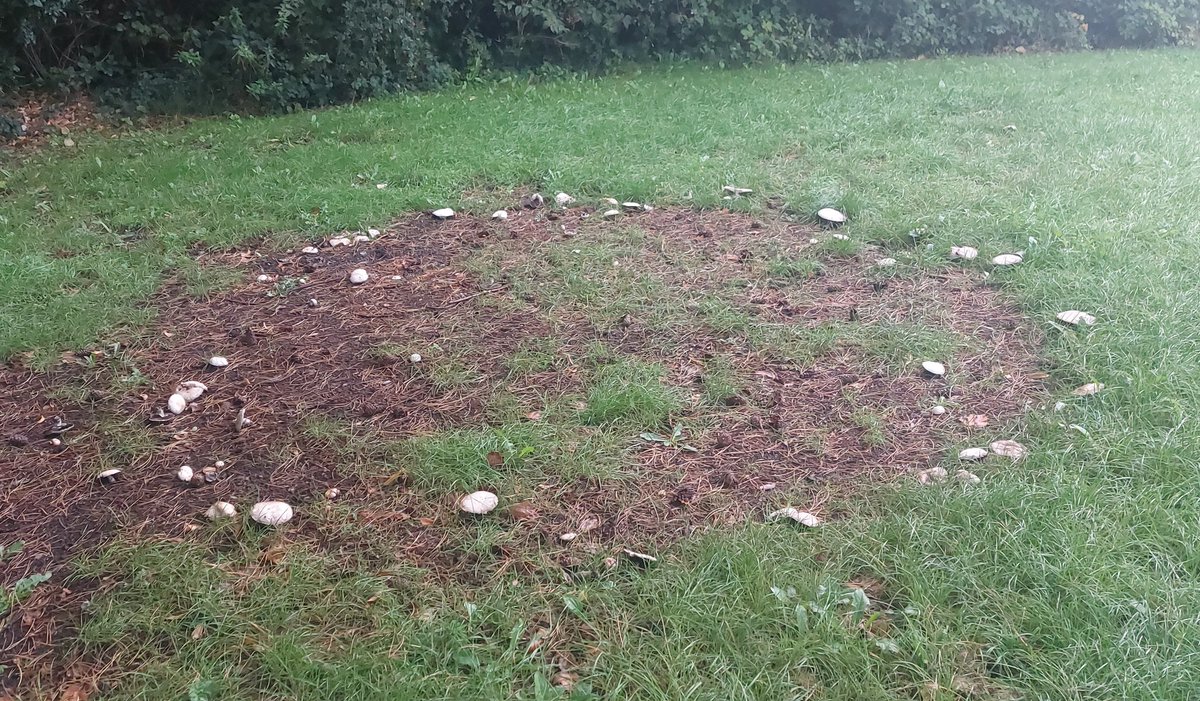 wlhaydock's tweet photo. Autumn equinox 🍂 the balance of light 🌞 and dark 🌚 #autumn #bramble #fairyring #walkingthrough #balanced https://t.co/V9j9PHePQh