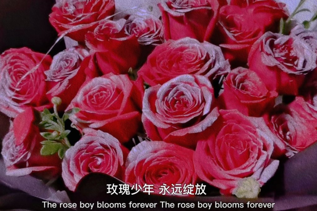 Han2025221's tweet photo. The young rose blooms forever. https://t.co/Qfx5rHsdSD