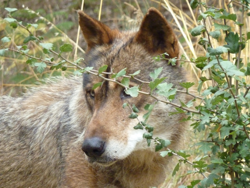 LesTracesduLoup's tweet photo. Non à l'abattage de 174 loups en France, Signez la pétition...
La population de Loups en France vient d'être estimée à 921 individus. Conformément au Plan national d'action sur le loup, 19 % de cette population peut être abattue chaque année. https://t.co/rhw2Bm8GgC https://t.co/acAoV9jl5e