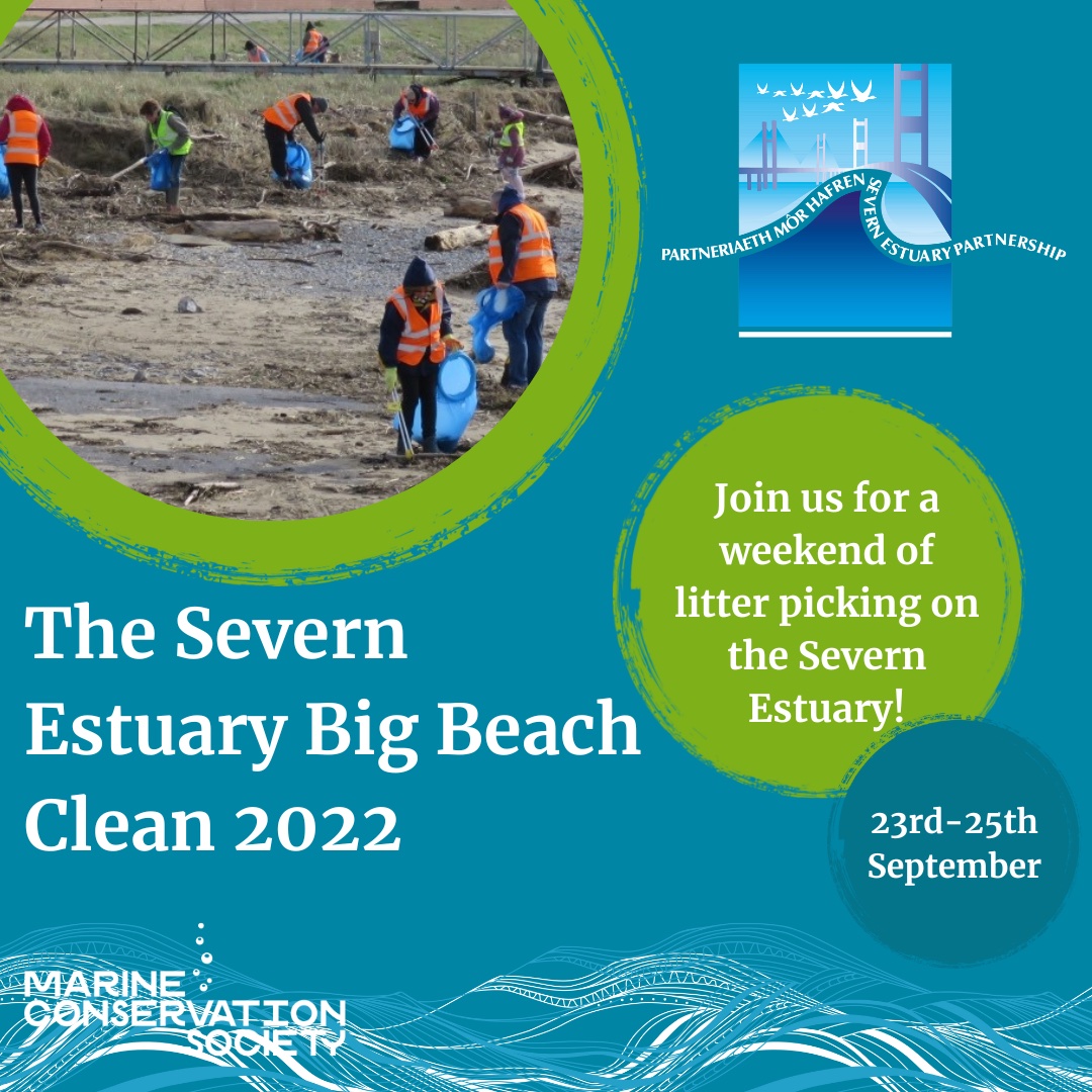 The Severn Estuary Big Beach clean is here! Today, we have a few cleans: 

- Stolford, 10am-2pm @beachcomber50 
-Lydney, 1:30-4:40pm @FoDDC 
-Beachley 9am- 12:30am @FoDDC 

Find these cleans and more this weekend here: severnestuarypartnership.org.uk/big-beach-clea…

#SpruceUpTheSevern